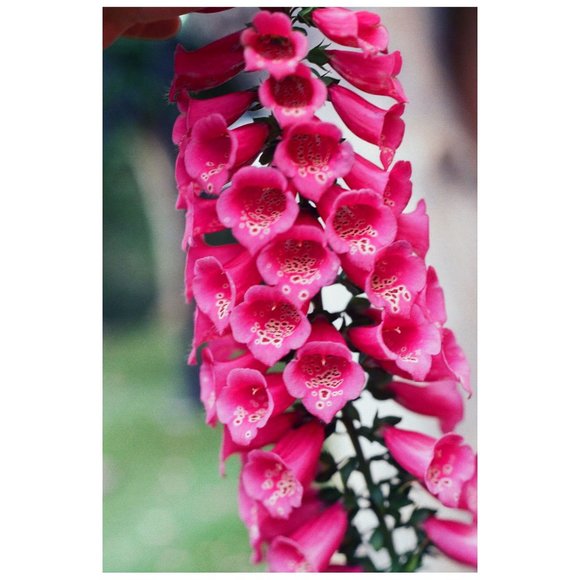 Bodycon Dress - Bugle Bells - Picture 12 of 13